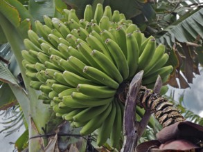 Close-up of green banana bunch of Canary Island banana (Musa acuminata colla) on an outdoor banana