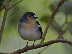A La Palma chaffinch (Fingilla coelebs palmae), chaffinch, sitting peacefully on a branch