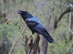 A Canary Raven (Corvus corax canariensis) sitting on a tree stump in the forest, La Palma, Canary