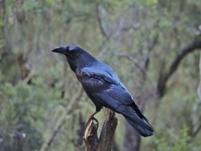 Canary Island Raven (Corvus corax canariensis) sitting on a branch in a green, wooded environment,