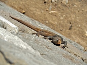 Gran Canaria giant lizard (Gallotia stehlini) on sunlit rock in motion, natural environment, Gran
