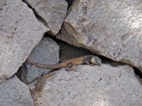 Gran Canaria giant lizard (Gallotia stehlini) on grey rocks, well camouflaged, resting in a