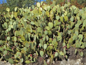 Large cluster of green cacti with red fruits, prickly pear (Opuntia ficus-indica), in front of a