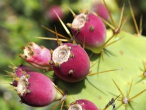 Red cactus fruits with spines on a green cactus, prickly pear (Opuntia ficus-indica), in sunlight,