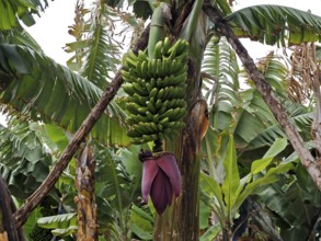 Banana bunch of Canary banana (Musa acuminata colla) surrounded by large green leaves of a banana