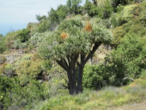 Large Canary Islands dragon tree (Dracaena draco) on a hilly, green terrain under a sunny sky, La