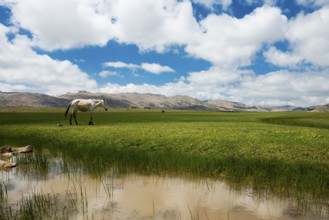 Plateau with horses and mules, near Ifrane, High Atlas, Morocco