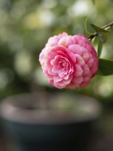 Pink camellia flower showing delicate petals and a vibrant bloom in nature