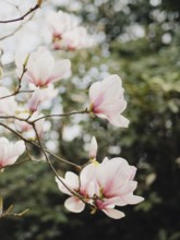 Magnolia tree with light pink blossoms against a soft bokeh background
