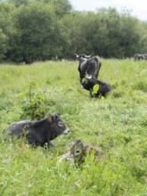 Calves and adult cattle resting in a green summer pasture with trees in background