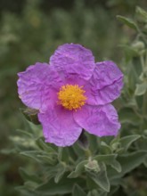 Pink petals with a bright yellow stamen cluster creating a soft floral display