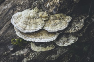 Hairy bracket (Trametes hirsuta) a common tree fungus in Germany, Hegau, district of Constance,