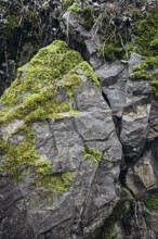 Volcanic rock, phonolite rocks, Klingstein at the Mägdeberg Hegauvolcano covered with moss, Hegau,