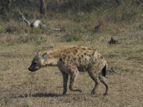 A hyena, spotted hyena (Crocuta crocuta), walks alone through the dry savannah, Kruger National
