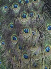 Colourful peacock feathers of Scalloped ribbonfish (Pavo cristatus) with a distinct eye pattern,