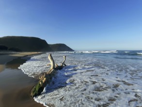 Driftwood washed by the sea on a sandy beach under clear blue sky, Coffee Bay, Wild Coast, Eastern