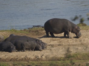 A group of hippopotamuses (Hippopotamus amphibius) lying on sandy ground near a riverbank in the