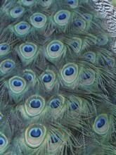 Detailed close-up image of the colourful peacock feathers of Indian peafowl (Pavo scalloped