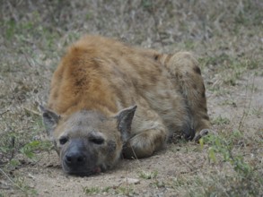 Hyena, spotted hyena (Crocuta crocuta), lying quietly on the ground in a dry, natural environment,