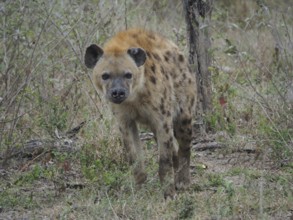 A hyena, spotted hyena (Crocuta crocuta), stands vigil in a dry forest landscape surrounded by