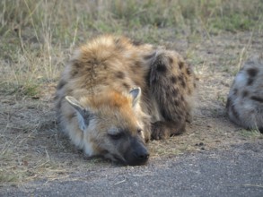 A hyena, spotted hyena (Crocuta crocuta), lying asleep on the ground of a dirt road, Kruger