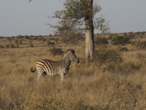 A single Burchell's zebra (Equus quagga burchellii) stands next to a tree in a wide grassy