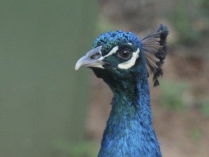 Close-up of the head of an Indian peafowl (Pavo cristatus) with detailed feathers, South Africa