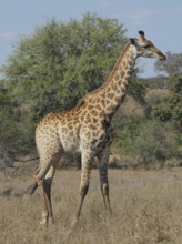 Giraffe, southern giraffe (Giraffa giraffa wardi) standing in the savannah grassland, surrounded by