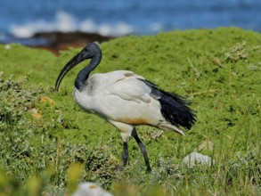 An African sacred ibis (Threskiornis aethiopicus) stands in green vegetation overlooking the water