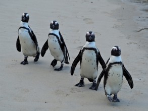 Four penguins, spectacled penguins (Spheniscus demersus), marching together across a sandy beach,
