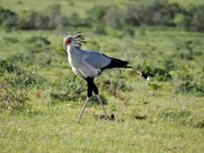 Secretary bird, secretary bird (Sagittarius serpentarius), moving through the wide, grass-covered