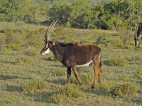 Antelope with long horns, sable antelope (Hippotragus niger), standing at attention in the open