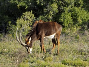 Antelope with impressive horns, sable antelope (Hippotragus niger), grazing peacefully in the