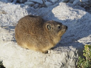 Small rock hyrax (Procavia capensis) with brown fur sitting on a sunlit rock, Hermanus, Western