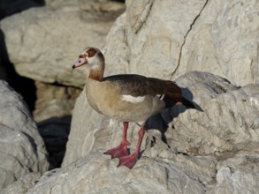 Nile Goose (Alopochen aegyptiaca) on rocks, in the play of light and shadow, Boulders Beach,