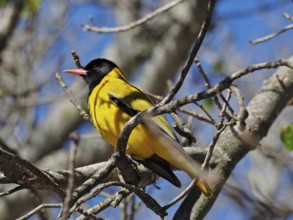 Yellow and black bird, masked oriole (Eurasian Golden Oriole larvatus), sitting on a branch under a