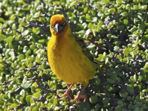 Bright yellow bird, Cape Weaver (Ploceus capensis) (Eurasian Golden Oriole capensis), sitting on