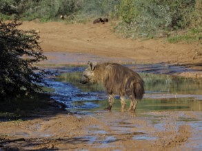 Hyena, black-backed hyena (Hyaena brunnea), standing in a water-covered, muddy area in the