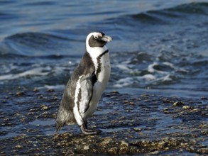 A black and white penguin, spectacled penguin (Spheniscus demersus), stands by the sea, framed by
