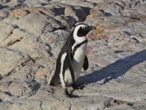 A black and white penguin, spectacled penguin (Spheniscus demersus) stands on rocky ground in the