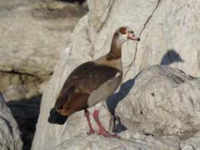 Goose with brown plumage, Nile Goose (Alopochen aegyptiaca), standing on a rocky area, Boulders