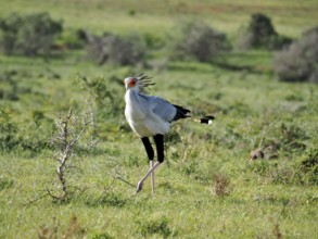 Secretary bird, secretary (Sagittarius serpentarius), with plumage stands on a green meadow in