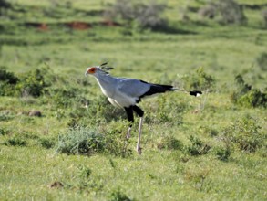 Secretary bird, Secretary (Sagittarius serpentarius), walking through a vast green landscape full