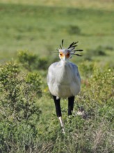 A secretary bird, secretary (Sagittarius serpentarius), with conspicuous feathers stands in the