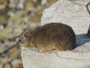 Rock hyrax (Procavia capensis) resting on a rock with a subtle background, South Africa