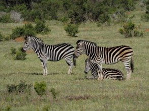 Three zebras, plains zebra (Equus quagga), resting and standing together in the middle of a green