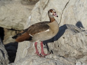 Goose with conspicuous markings, Nile Goose (Alopochen aegyptiaca), posing on rocks in the