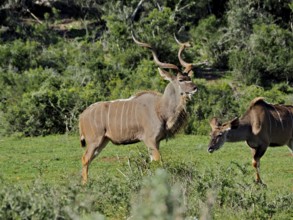 Two antelopes with imposing horns, Greater Kudu (Tragelaphus strepsiceros), stand in the lush green