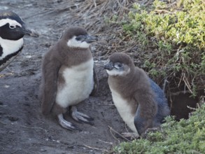 Two young penguin chicks sitting together in the nest with an adult penguin, African penguin