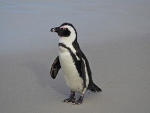 A single penguin, spectacled penguin (Spheniscus demersus), standing quietly on sandy ground,